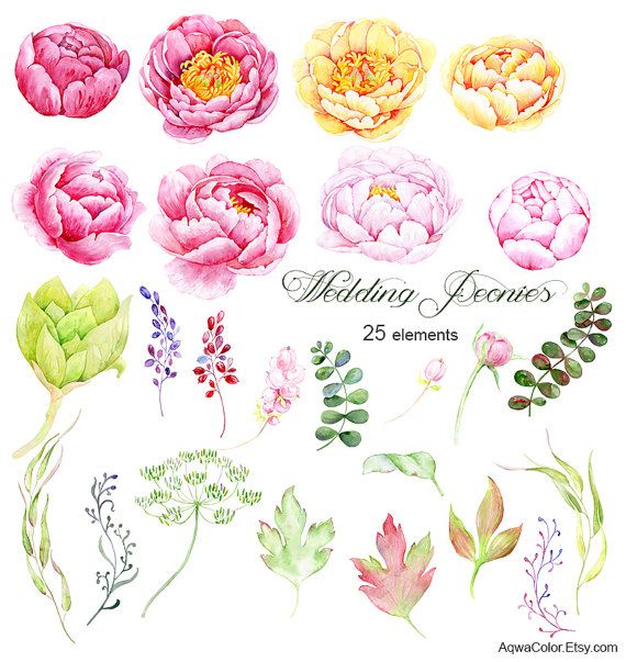 Watercolor peonies clipart Wedding Peonies.