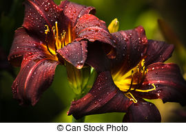 Daylilies Stock Photo Images. 186 Daylilies royalty free images.