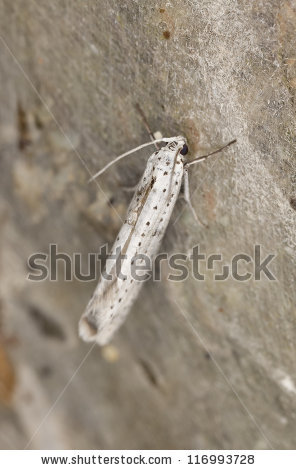 Yponomeuta evonymella Stock Photos, Images, & Pictures.