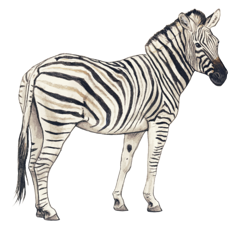 Zebra PNG Images Transparent Free Download.