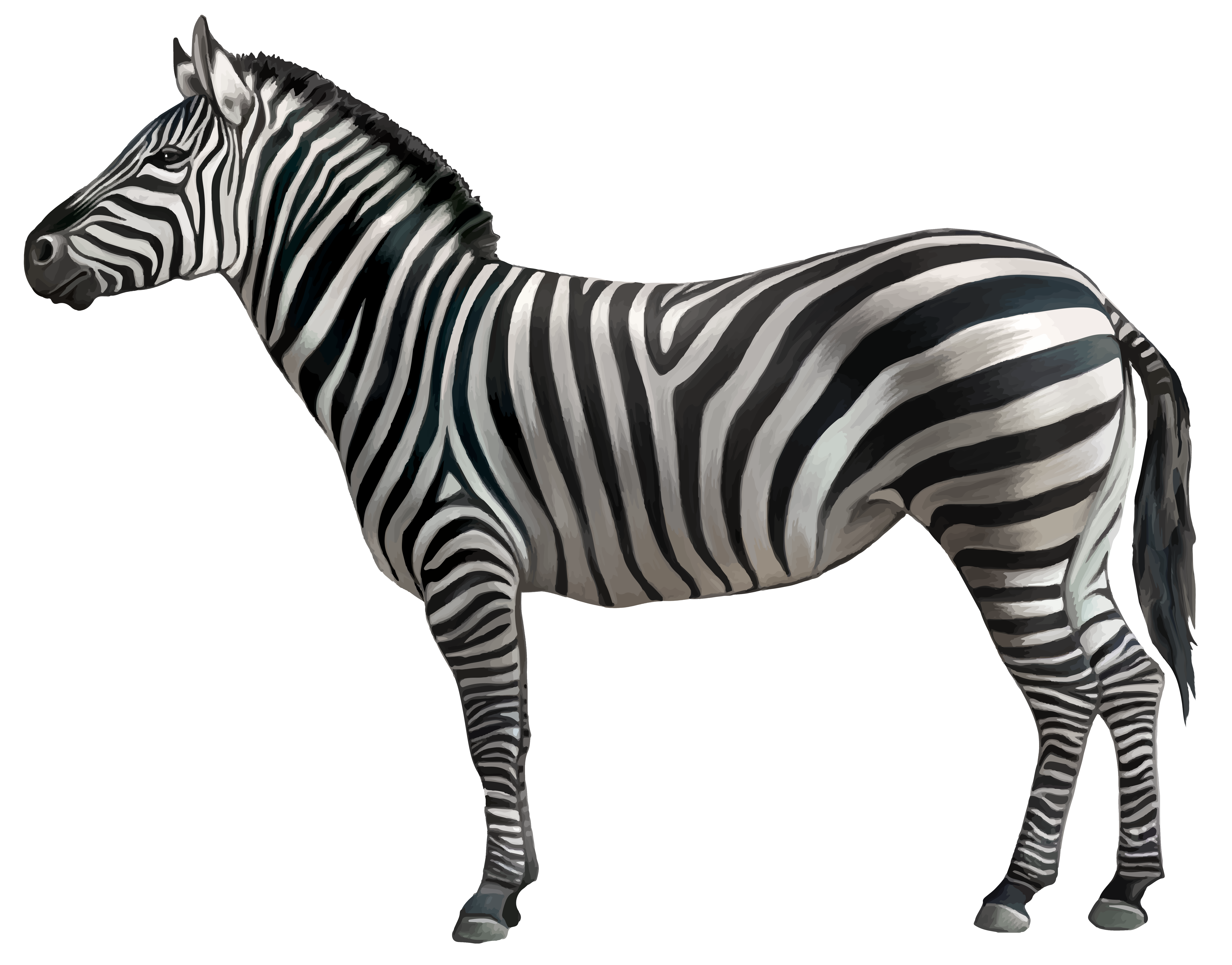 Zebra PNG Clipart Image.