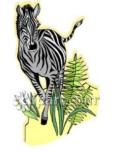 Zebra Running Through Ferns.