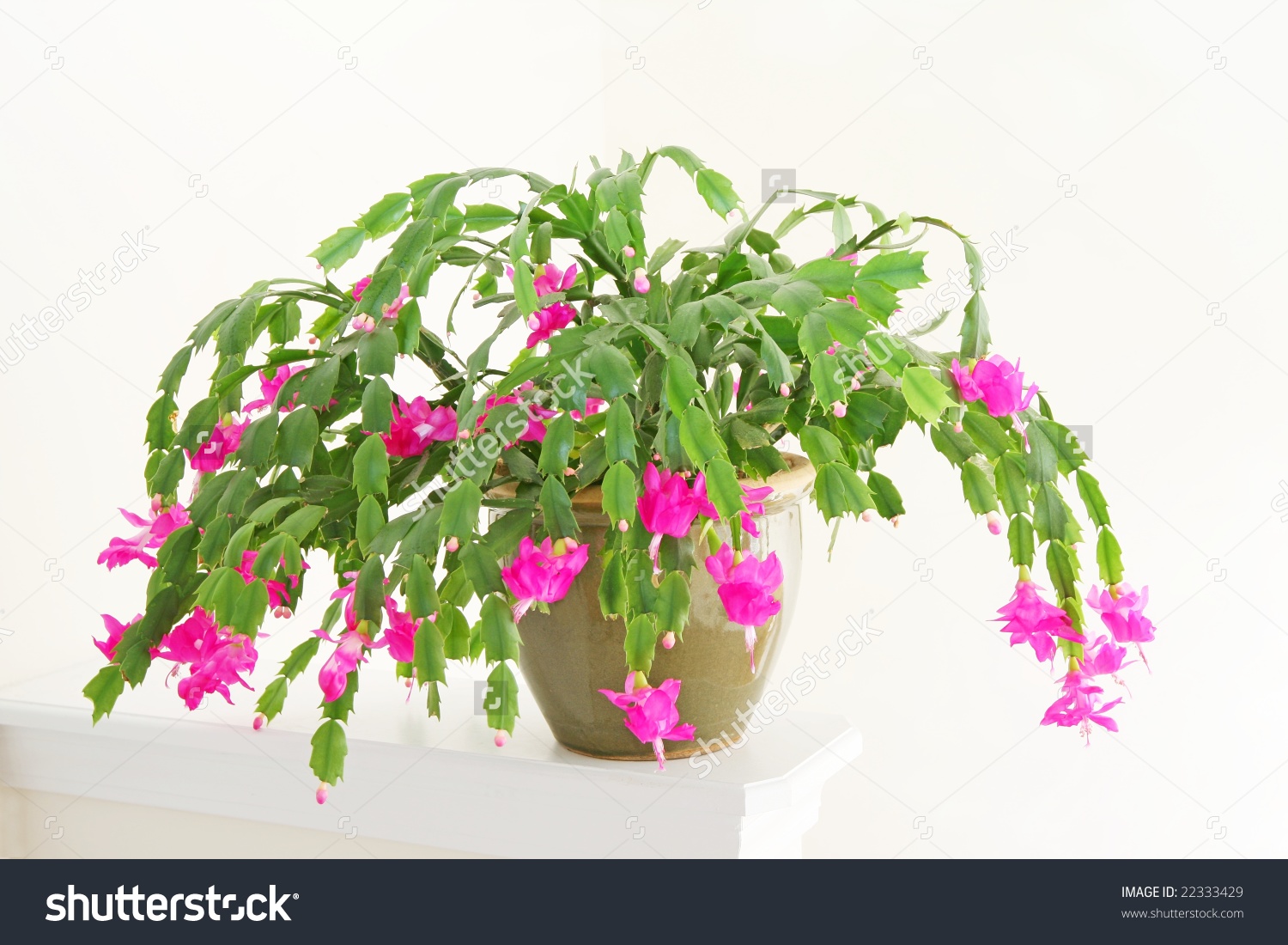 Christmas Cactus Zygocactus Truncatus Flowering Pot Stock Photo.