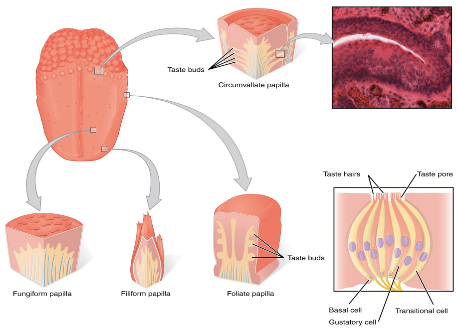 "Anatomy of the tongue”