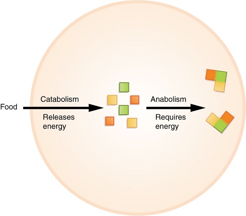 "Catabolic and anabolic metabolism"