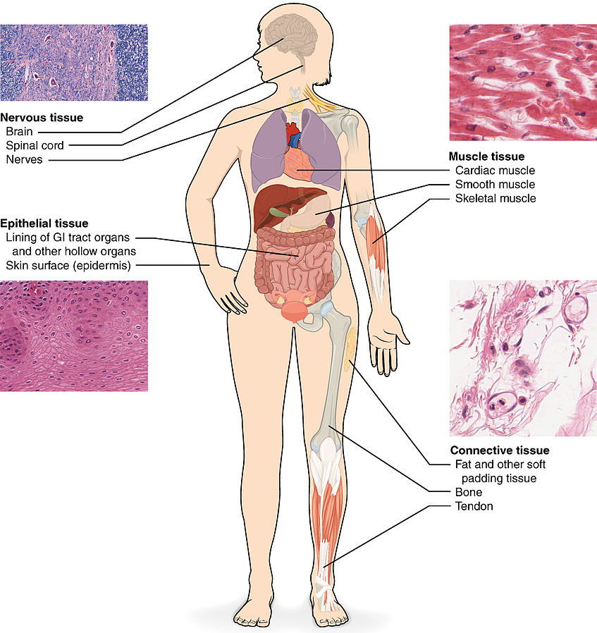 "Types of tissues in the body"