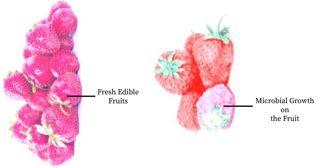 A two-part image shows fresh and edible strawberries and strawberries spoiled due to microbial growth