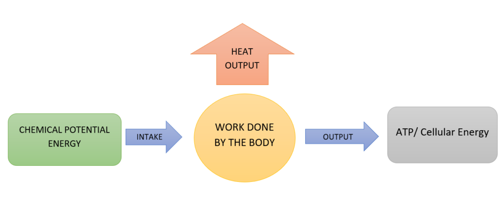 Energy flow in human metabolism