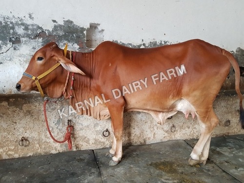 Sahiwal Cow