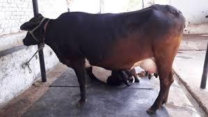 Tharparkar Cow