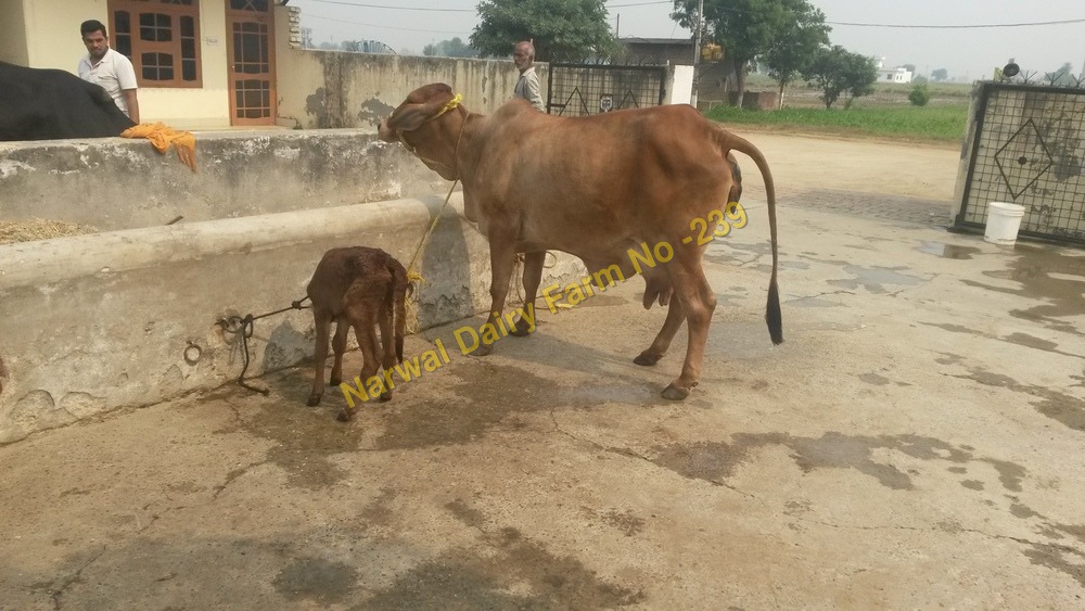 White And Black Pure Sahiwal Cow