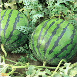 Water Melon Oil