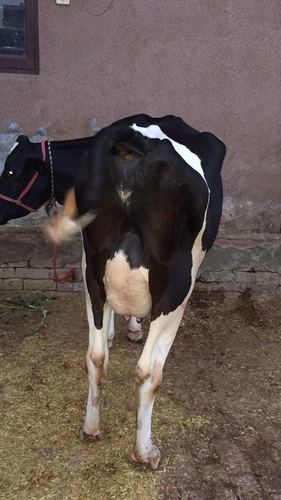 Holstein Friesian Cows