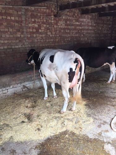 Holstein Friesian Cows