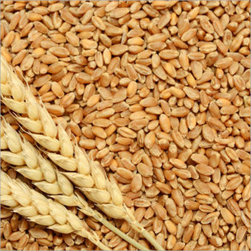 Organic Wheat Grain