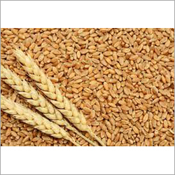 Wheat Seeds