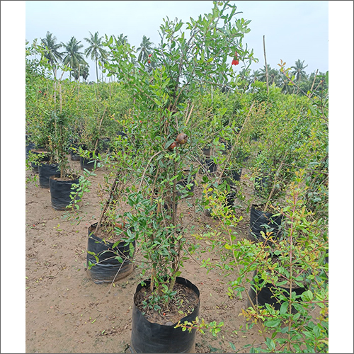 Green Pomegranate Plant