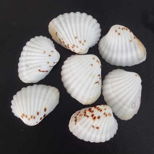 Natural Sea Shell - Color: Multicolor