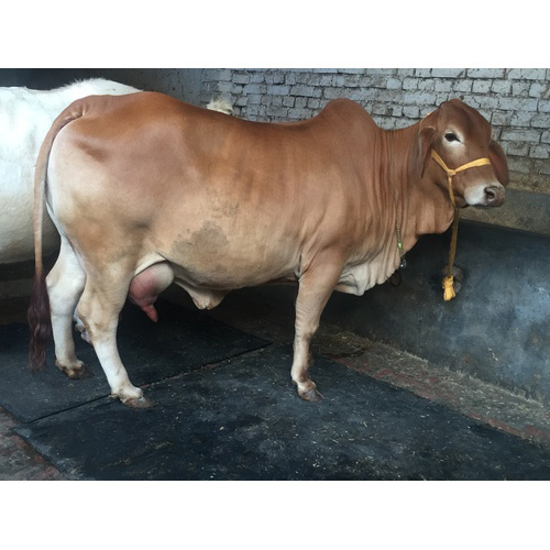 Different Available Pure Sahiwal Cow