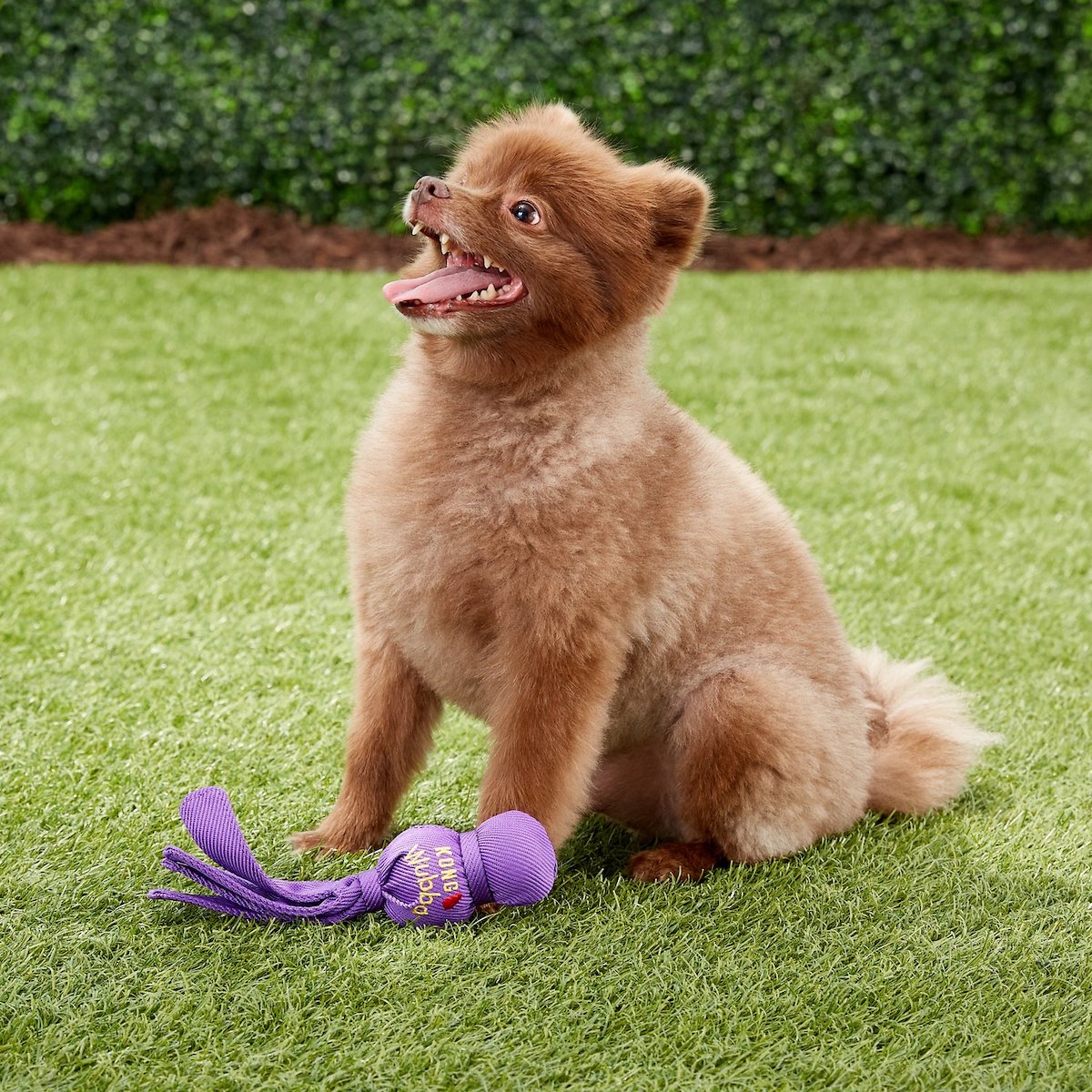 best dog toys for small breeds 0