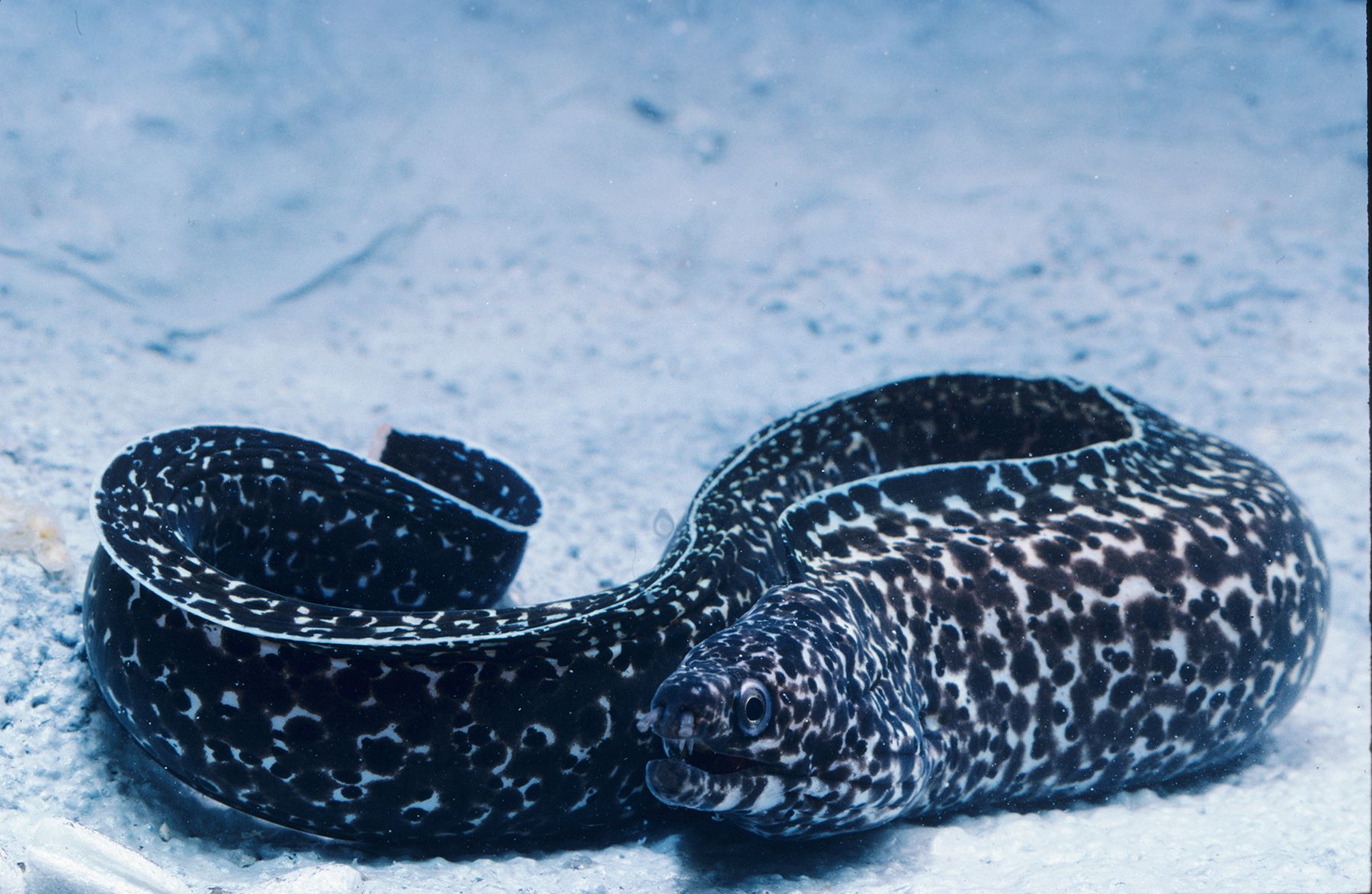 spotted-moray-shedd