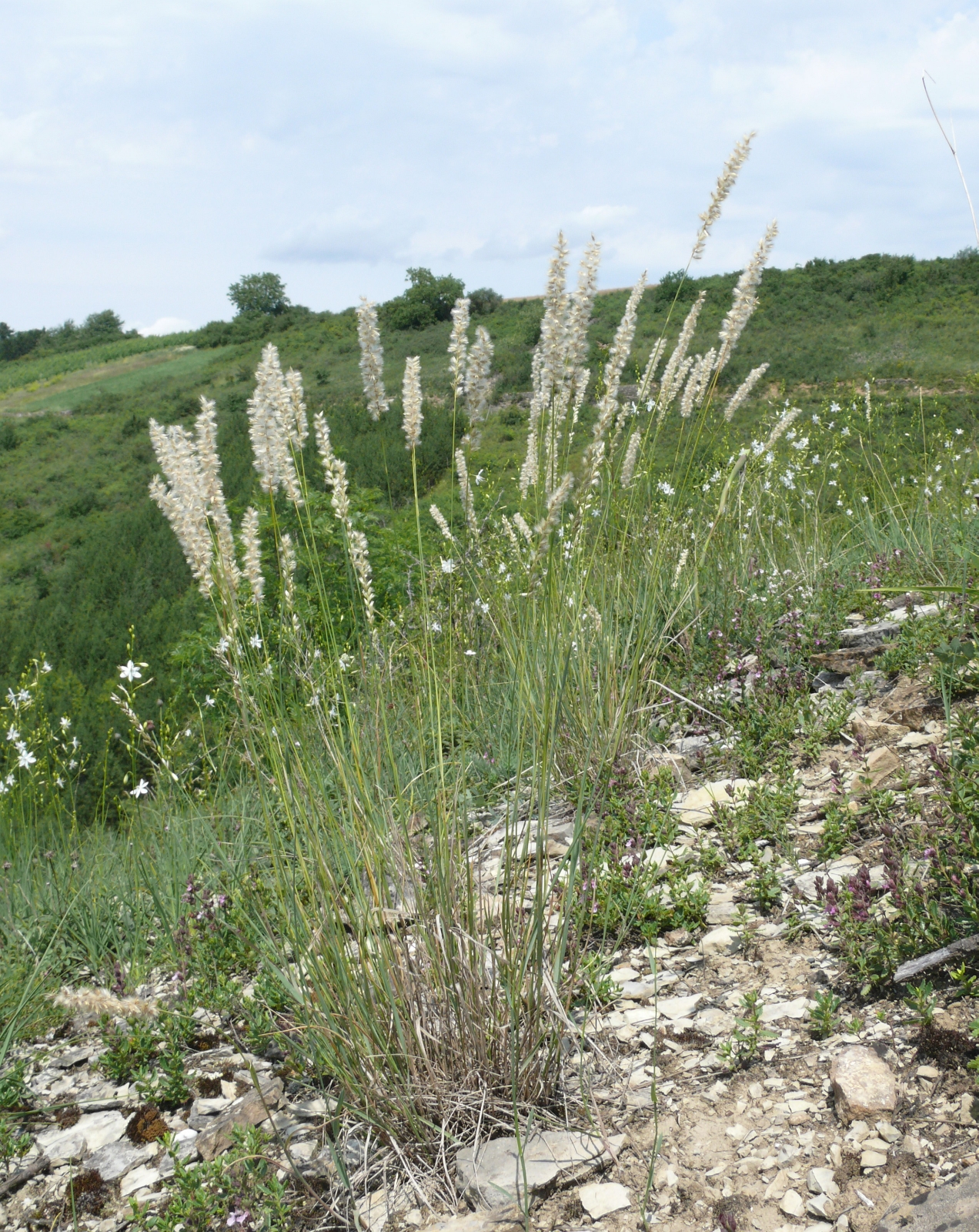 Photo of Melica ciliata form by BerndH