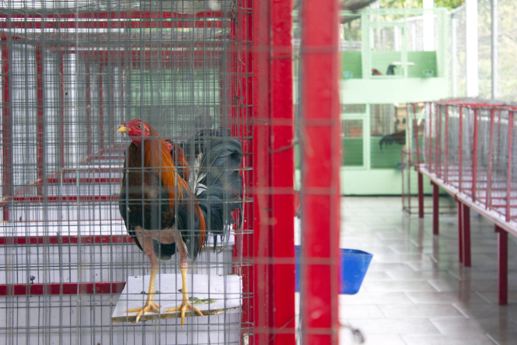 Jose Llavona raises and trains roosters for cockfighting on this farm in Cidra, Puerto Rico. Some of the roosters fight in...