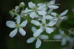 Rubus argutus