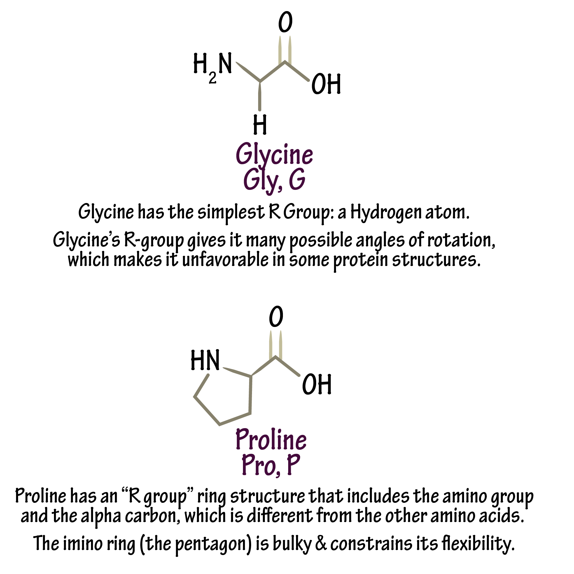 Biochemistry Glossary: Amino Acids: Special Cases | ditki medical ...