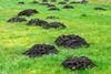 Lots of mole holes in a green grass field