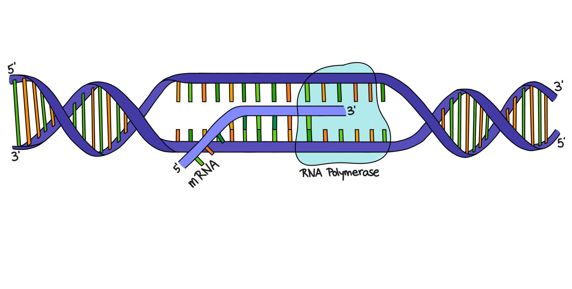 Simple Transcription Diagram