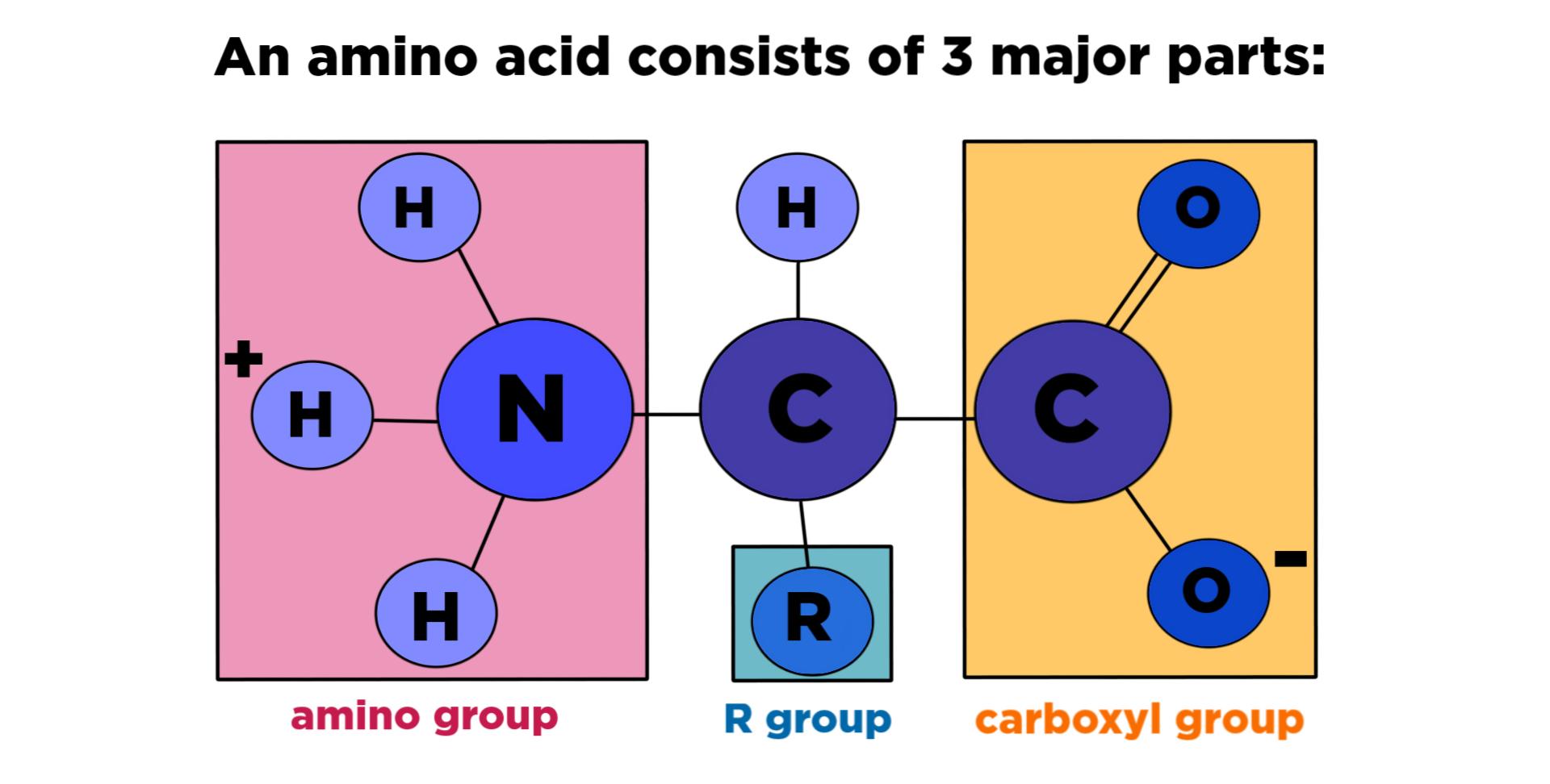 Amino Acid Structure Chart