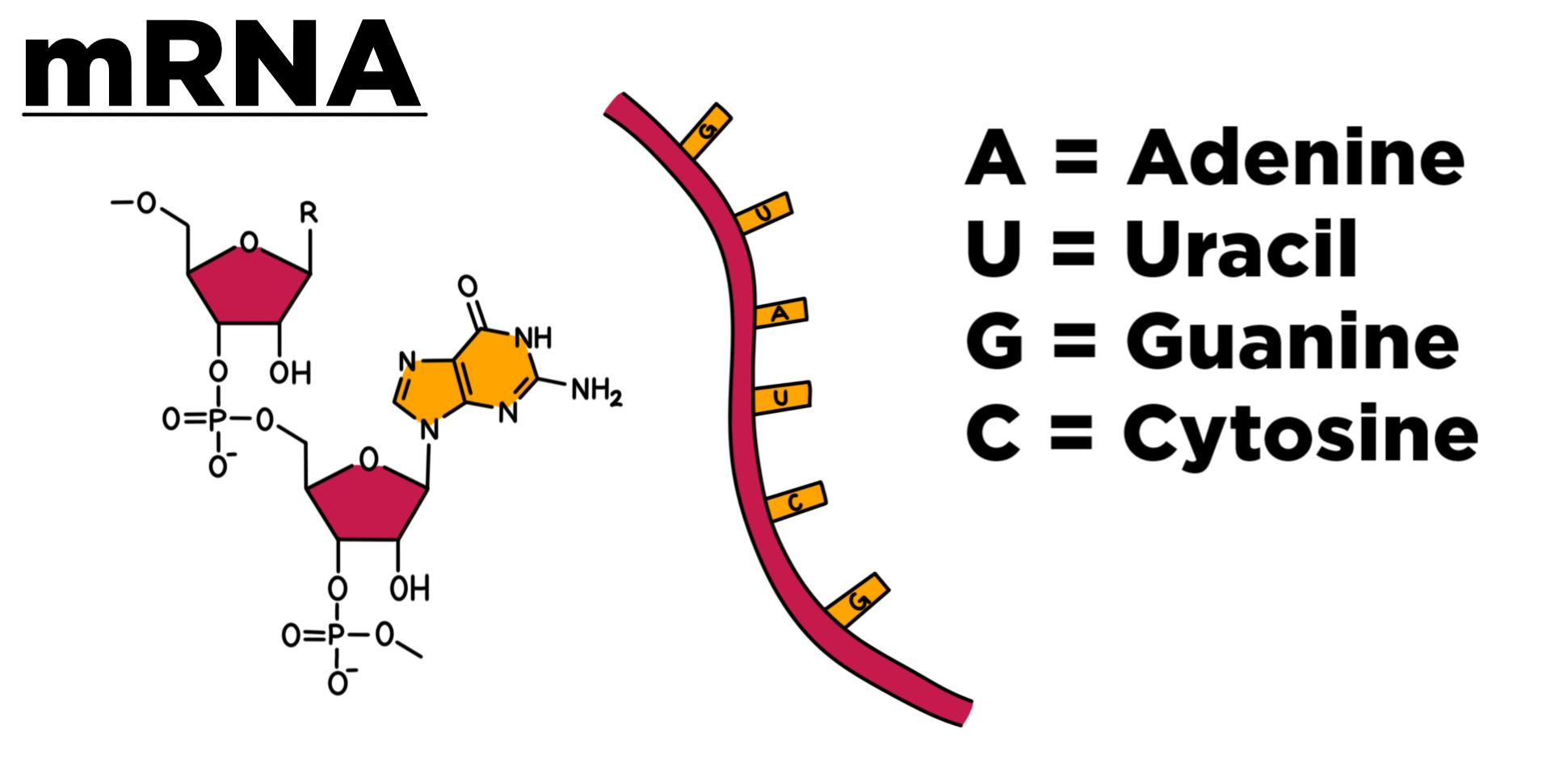 Adenine Definition