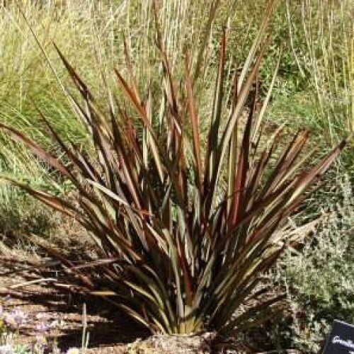 Flax Phormium Surfer