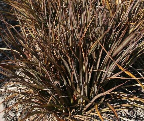 Dwarf Flax Phormium Jack Spratt