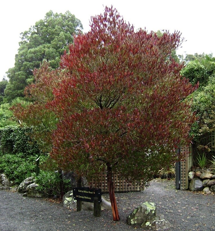 Ake ake (Dodonaea viscosa)