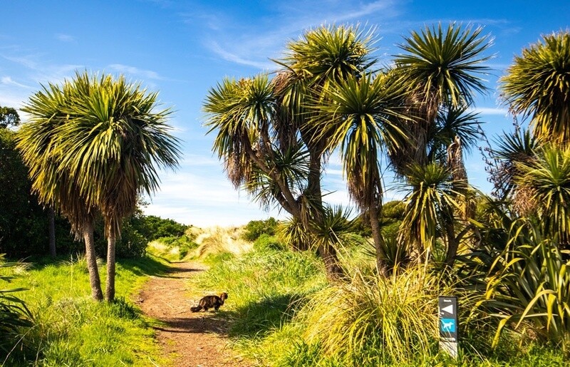 Cabbage Tree