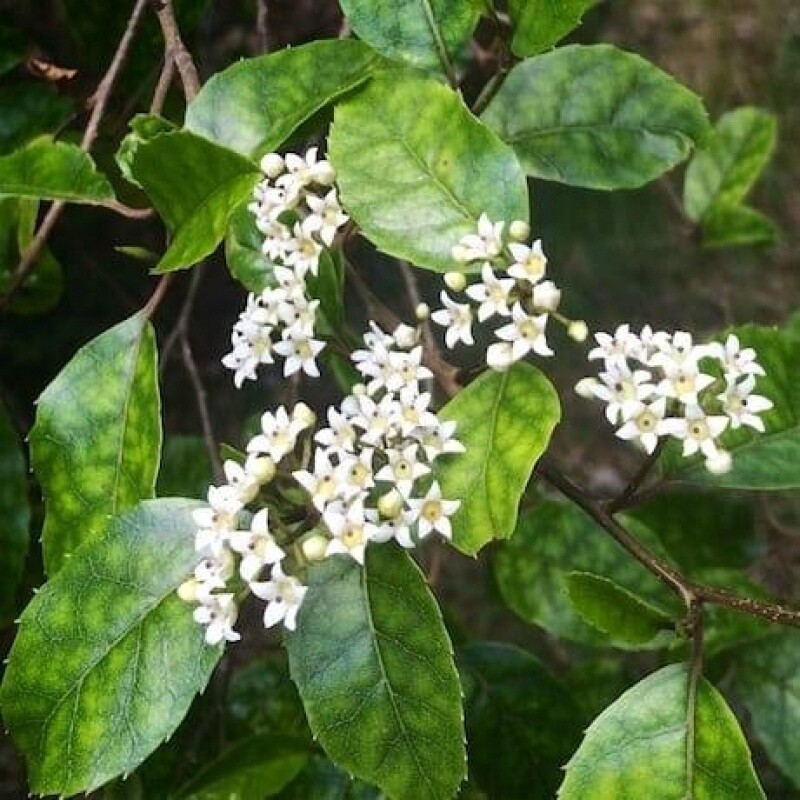 Putaputaweta (Carpodetus serratus)