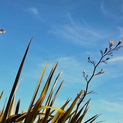 Flax/Iris/Grasses