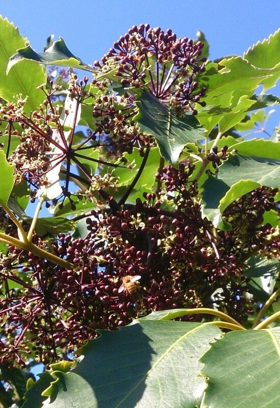 Five finger (Pseudopanax arboreus)