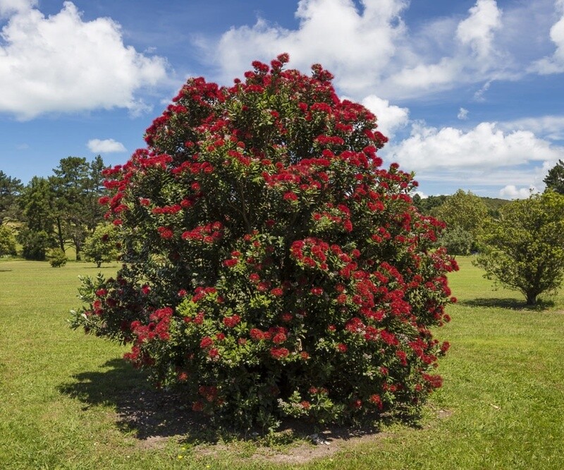 Pohutukawa