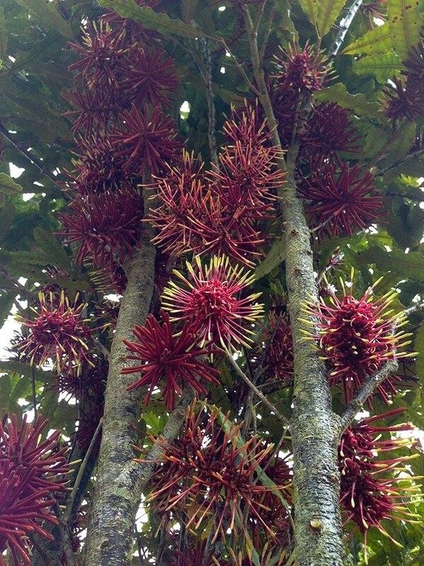 Rewarewa (Knightia Excelsa)