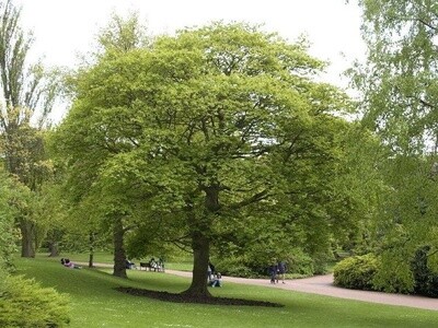 Maple Cappadocian