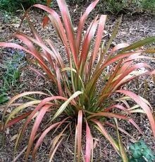 Flax &#39;Phormium ‘Jester’