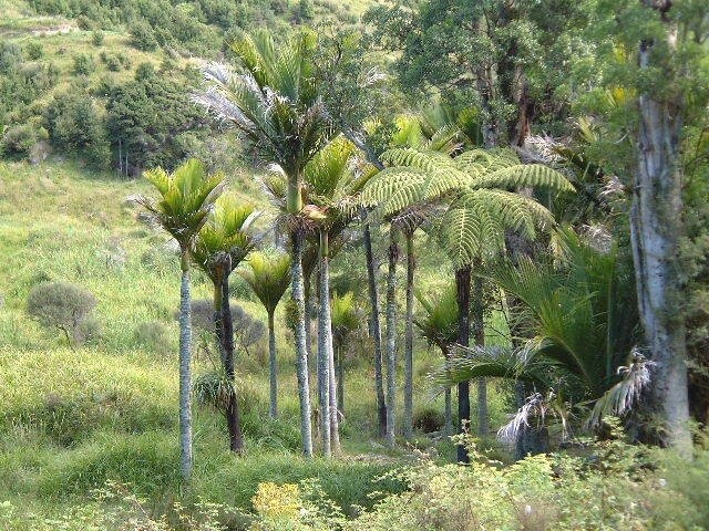 Nikau Palm