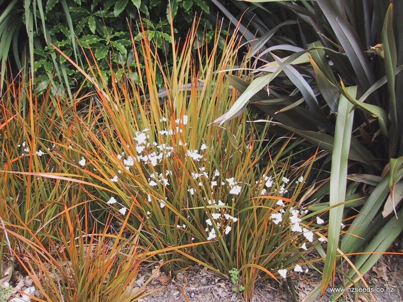 NZ Iris (Libertia peregrinans)