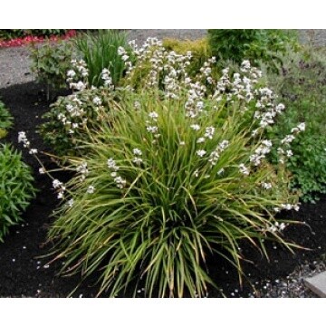 NZ Iris (Libertia grandiflora)