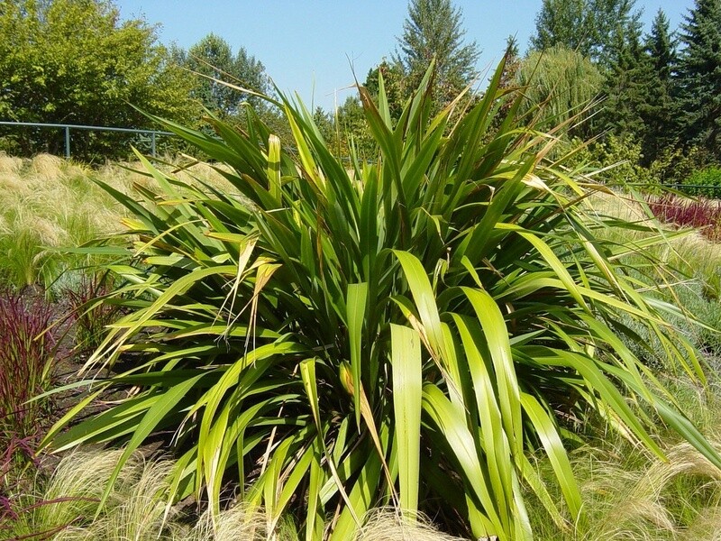 Mountain Flax Phormium cookianum