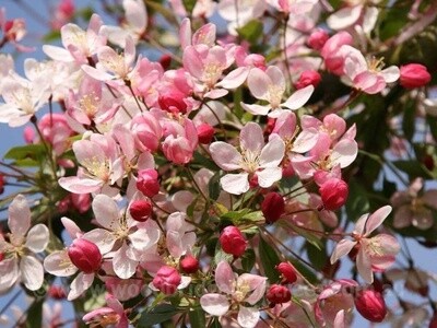 Malus floribunda