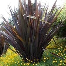 Flax Phormium Tenax ‘Purpurea’